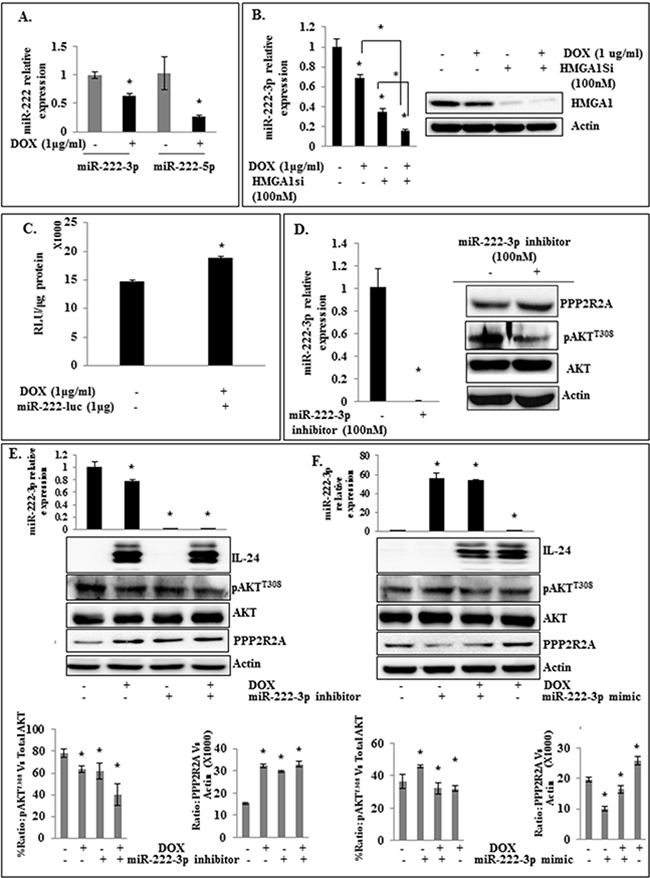 Modulation of miR-222-3p enhances the inhibitory activity of IL-24wt on HMGA1 signaling in H1299-IL24wt cells.