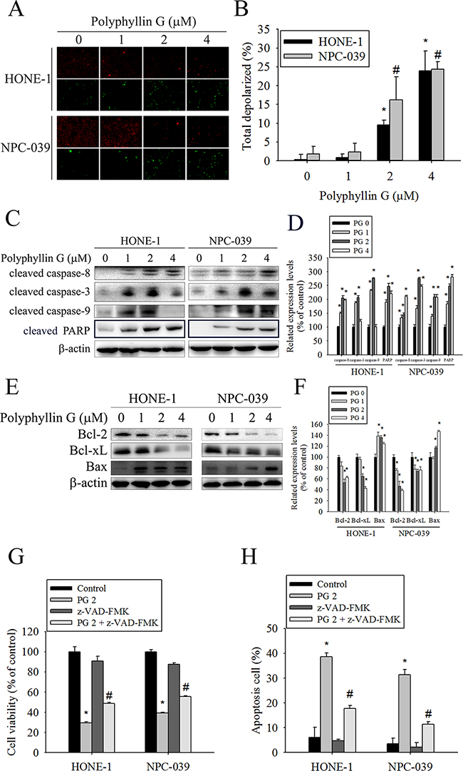 Effects of Polyphyllin G on apoptotic and anti-apoptotic protein expression in HONE-1 and NPC-039 cells.