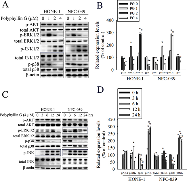 Polyphyllin G induces the phosphorylation of AKT, ERK1/2, JNK1/2, and p38 MAPK in HONE-1 and NPC-039 cells.