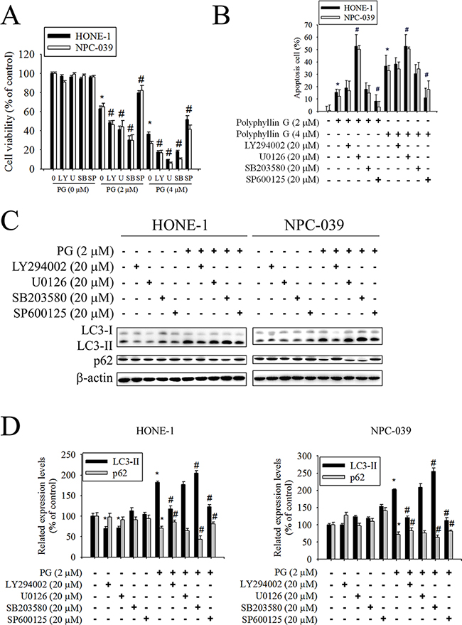 Effects of the AKT, ERK1/2, JNK1/2, and p38 MAPK on Polyphyllin G-induced apoptosis and autophagy in HONE-1 and NPC-039 cells.