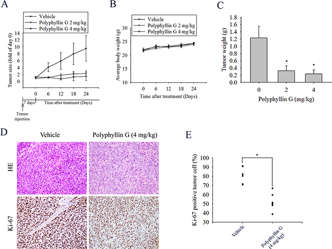 Polyphyllin G suppressed tumor growth NPC-039 cells in vivo.