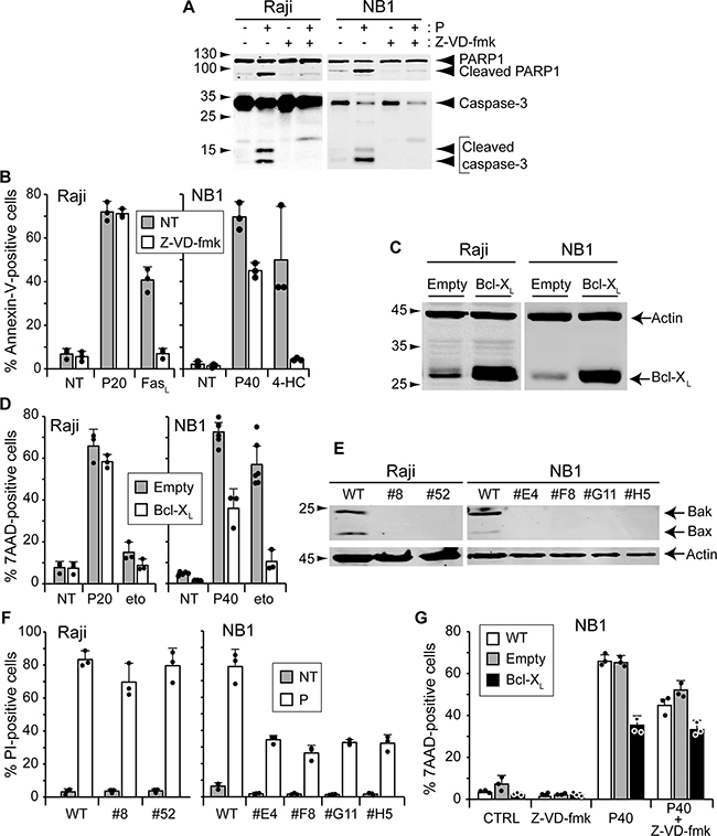 Inhibition of apoptosis does not prevent TAT-RasGAP317-326-induced cell death.