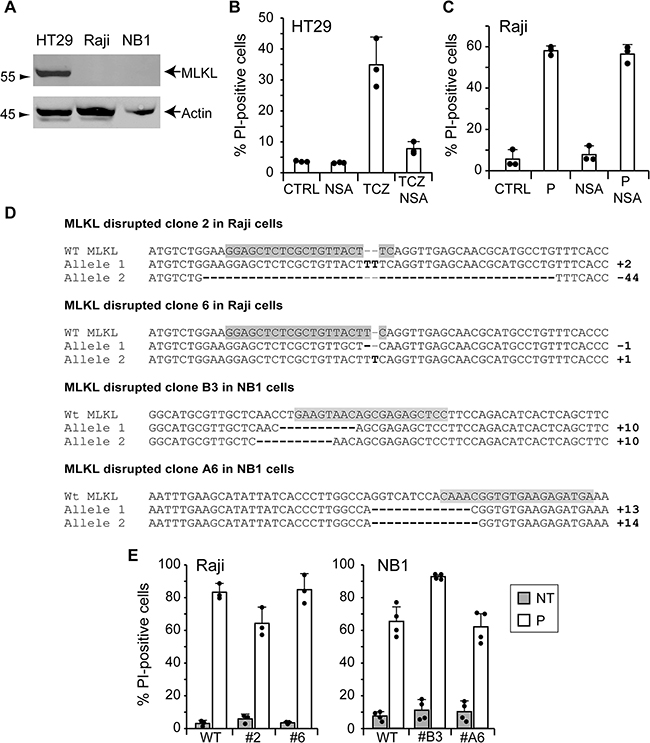 TAT-RasGAP317-326-induced cell death does not require the necroptosis machinery.