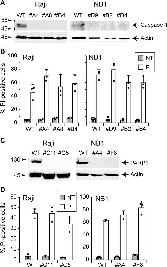 TAT-RasGAP317-326-induced cell death is caspase-1- and PARP1-independent.