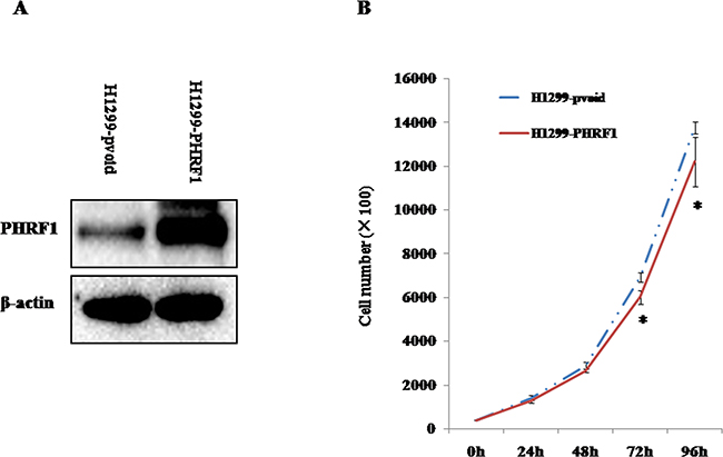 The effects of overexpression of PHRF1 on H1299 cell proliferation.