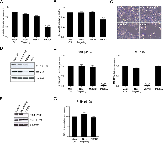 Inhibition of PI3K p110&#x03B1; decreases viability in HCT116 and SW480 CRC cells.