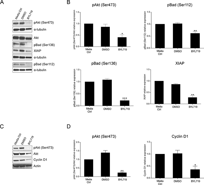 The selective PI3K p110&#x03B1; inhibitor BYL719 induces downregulation of apoptotic- and cell cycle-related proteins in HCT116 and SW480 CRC cells, respectively.