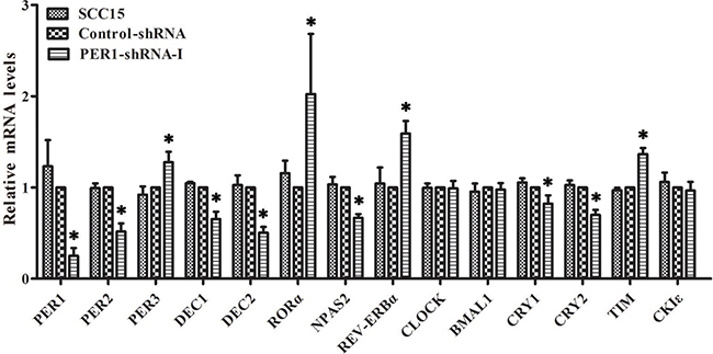 Levels of mRNA expression of clock genes in SCC15 cells after PER1 knockdown in vitro.