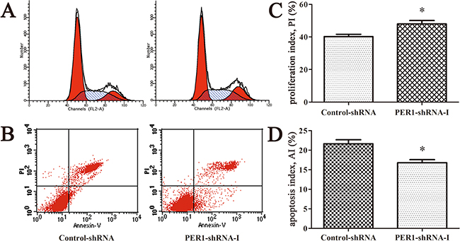 PER1 knockdown enhances proliferation and reduces apoptosis of SCC15 cells in vivo.