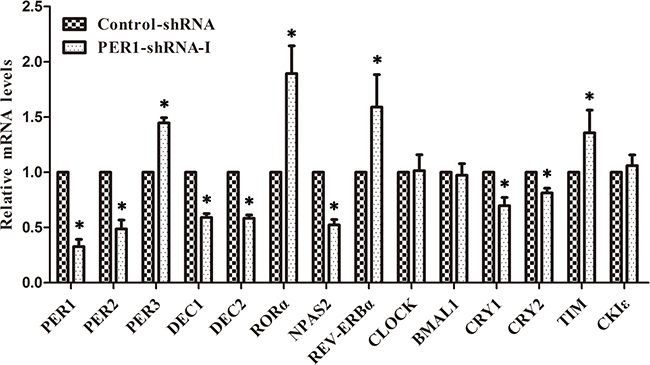 Levels of mRNA expression of clock genes after PER1 knockdown in vivo (mean &#x00B1; SD).