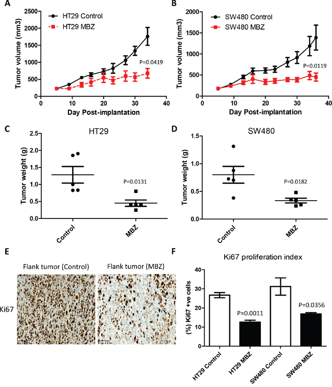 Oral Mebendazole inhibits growth and proliferation in two different colon cancer flank xenografts.