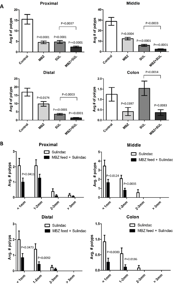 The combination of low dose MBZ plus sulindac act synergistically in reducing both the occurrence and size of tumors in all segments of the ApcMin/+ mouse intestine.