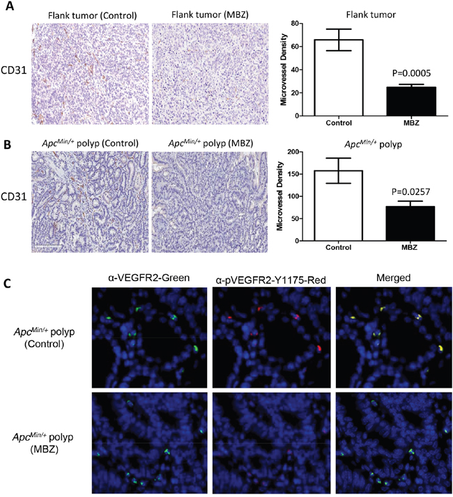 MBZ inhibits VEGFR2 kinase activity and reduces tumor blood vessel formation.