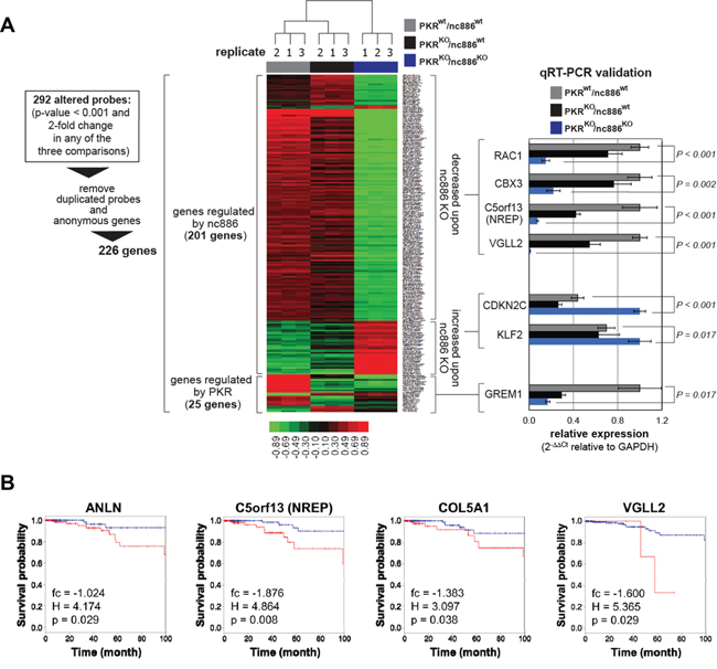 Comparison of gene expression profiles among PKRwt/nc886wt, PKRKO/nc886wt, and PKRKO/nc886KO cells.