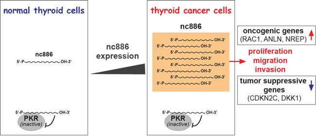 Summary cartoon for nc886&#x2019;s role in thyroid cancer.