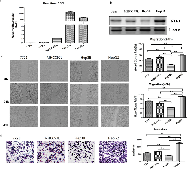 NTS/NTR1 co-expression was correlated with tumor invasion potentials of HCC cell lines.