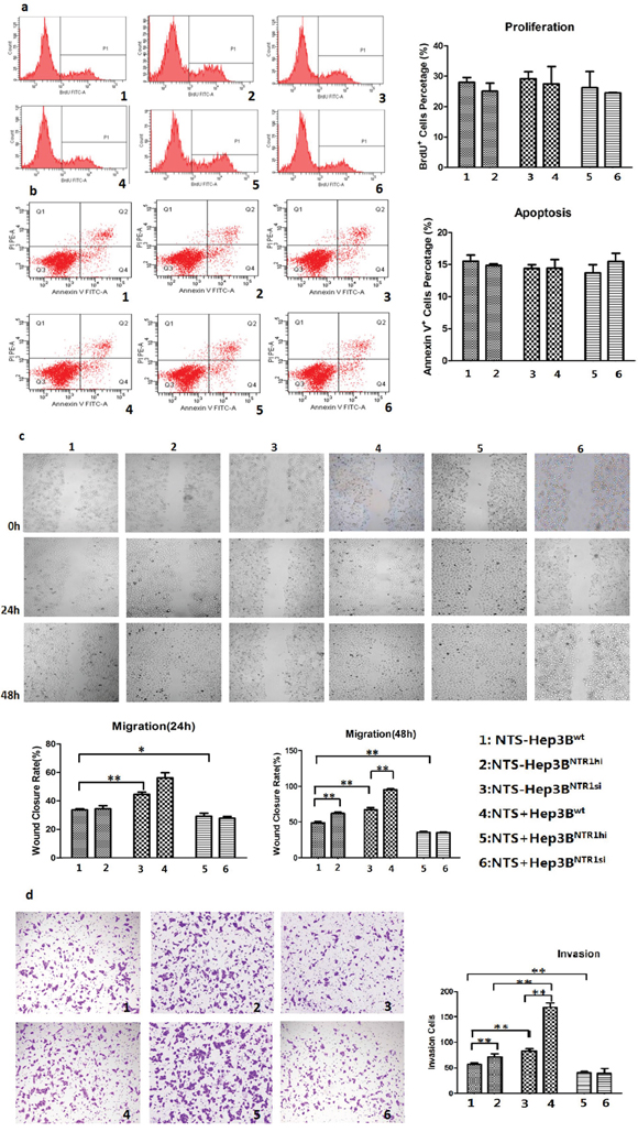 NTS/NTR1 co-expression promoted tumor invasion rather than proliferation of HCC cells.