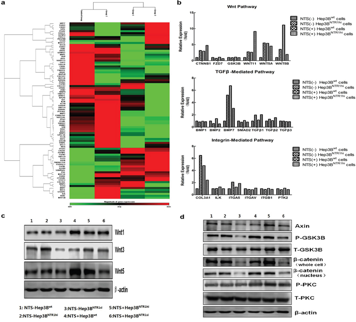 NTS-induced EMT correlated with the activation of the canonical Wnt/&beta;-catenin pathway.