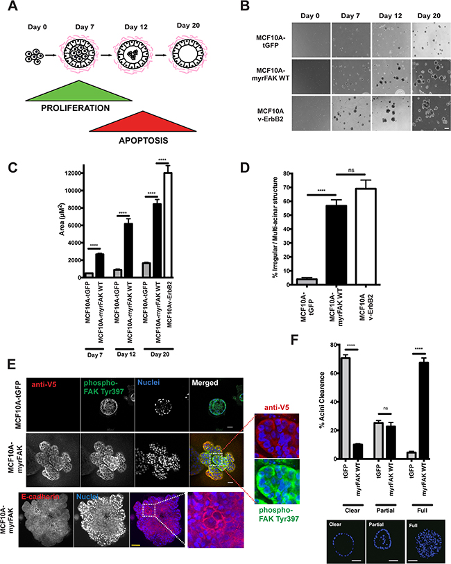 Constitutive activation of FAK results in aberrant acinar development in 3D-matrigel.