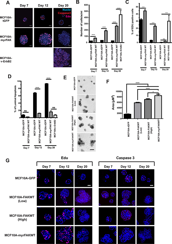 FAK suppresses apoptosis in 3D acini, but does not drive constitutive proliferation.