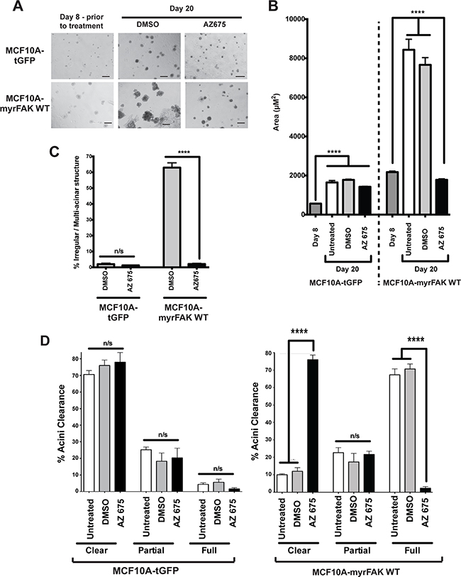 Normal acinar morphogenesis in 3D cultures does not require endogenous FAK signalling.