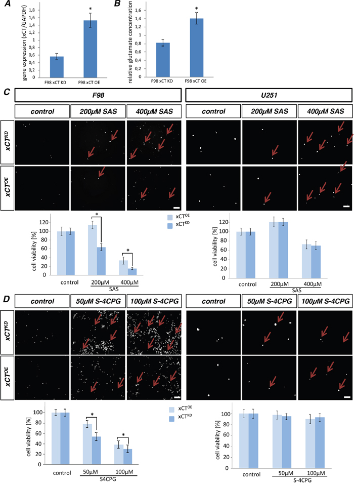 Sulfasalazine acts on human gliomas xCT-dependent.