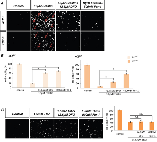 Erastin induces ferroptosis in glioma cells.