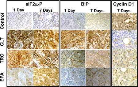 CLT, EPA, and TRO cause phosphorylation of eIF2&#x3b1; and induction of BiP and suppress expression of cyclin D1 in KLN tumors.