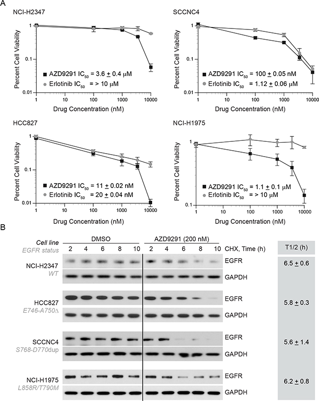 AZD9291 treatment is effective in erlotinib-resistant cells and induces EGFR degradation independent of kinase mutations.