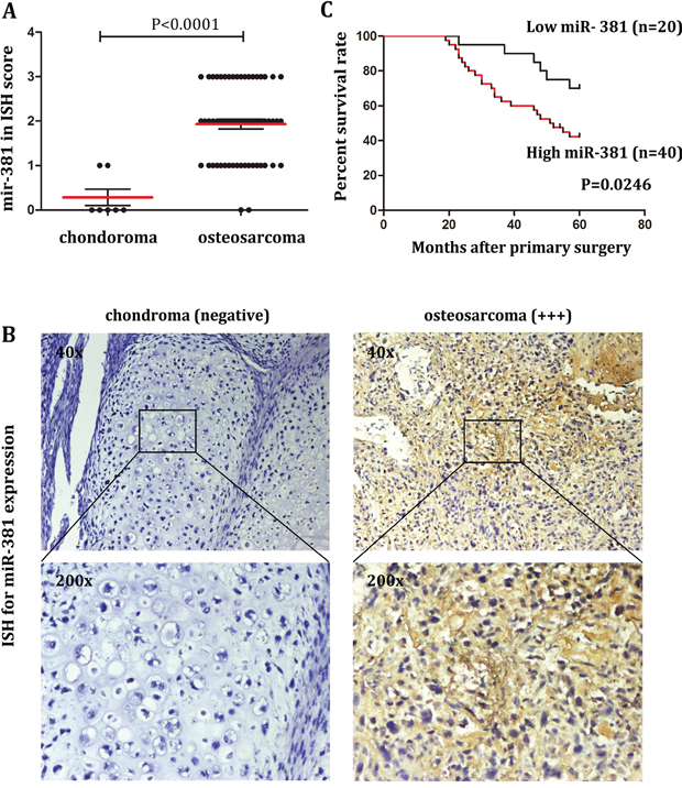 Upregulation of miR-381 in OS tissues is associated with poor prognosis