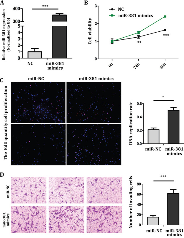 miR-381 overexpression promotes MG-63 cell proliferation and invasion