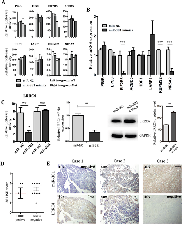 LRRC4 is target of miR-381, and LRRC4 suppresses MG-63 cell proliferation and invasion
