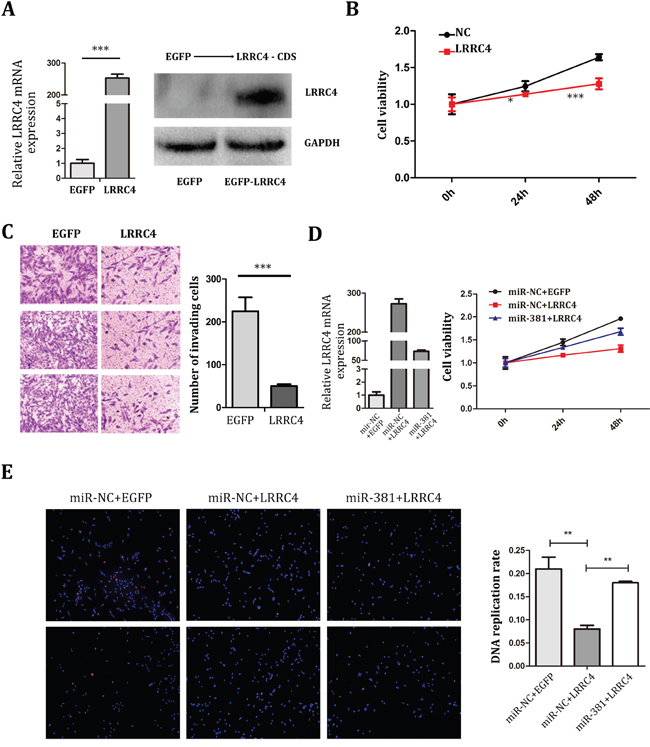 miR-381 Reversed the Inhibition Effect of LRRC4 on MG-63 Cells