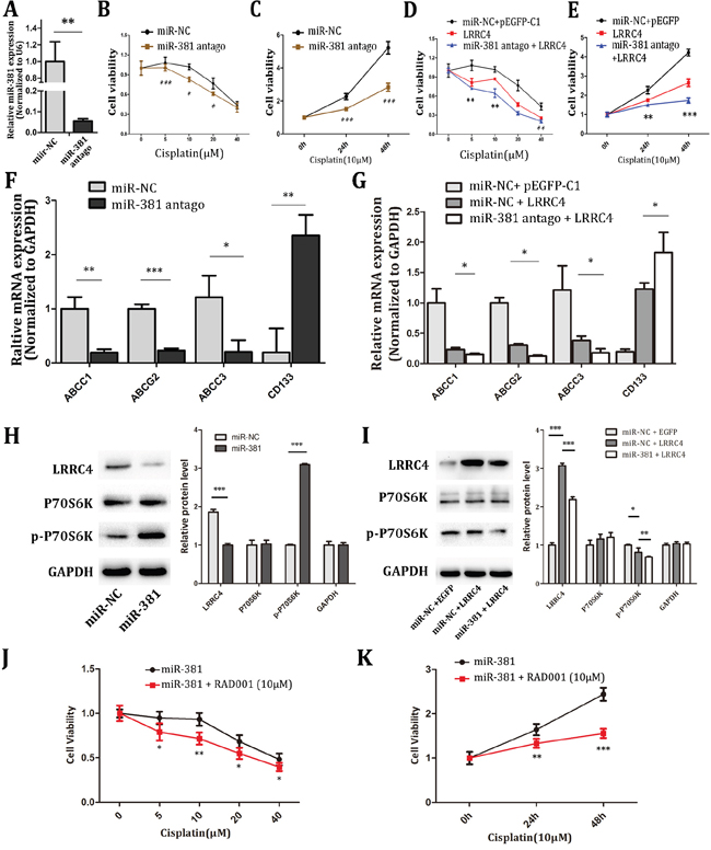 miR-381 antago increased the chemotherapy sensitivity of MG-63 cells by targeting LRRC4 transit mTOR pathway.