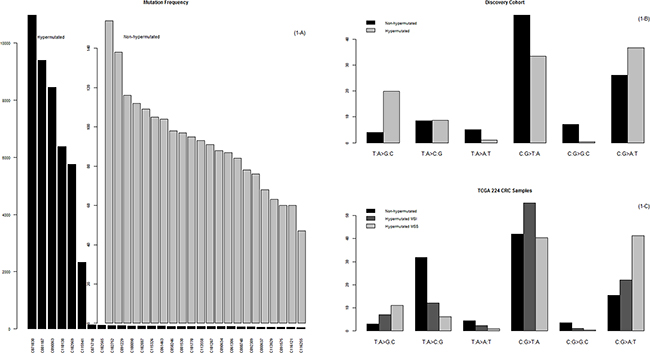 Mutational frequency and patterns.