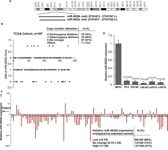 MicroRNA-3622b located in frequently deleted chr8p21 region is under expressed in prostate cancer.