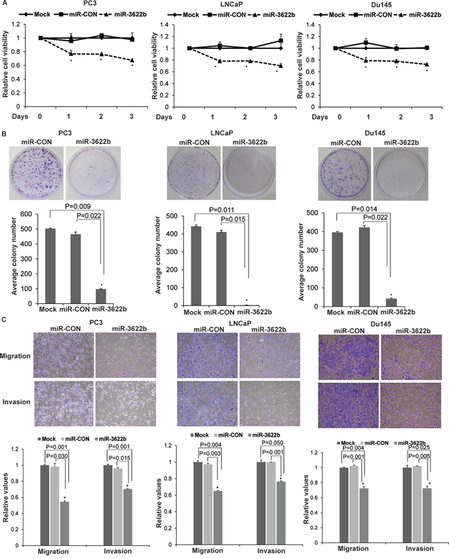 miR-3622b overexpression suppresses tumorigenicity in vitro in prostate cancer cell lines.