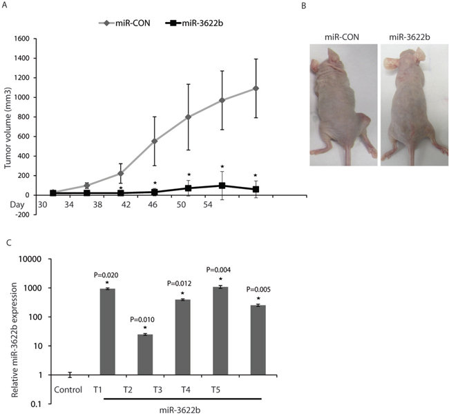 Intratumoral delivery of miR-3622b leads to tumor regression in PCa xenografts.