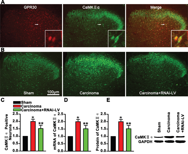 GPR30 enhanced excitatory transmission of glutamatergic neurons.