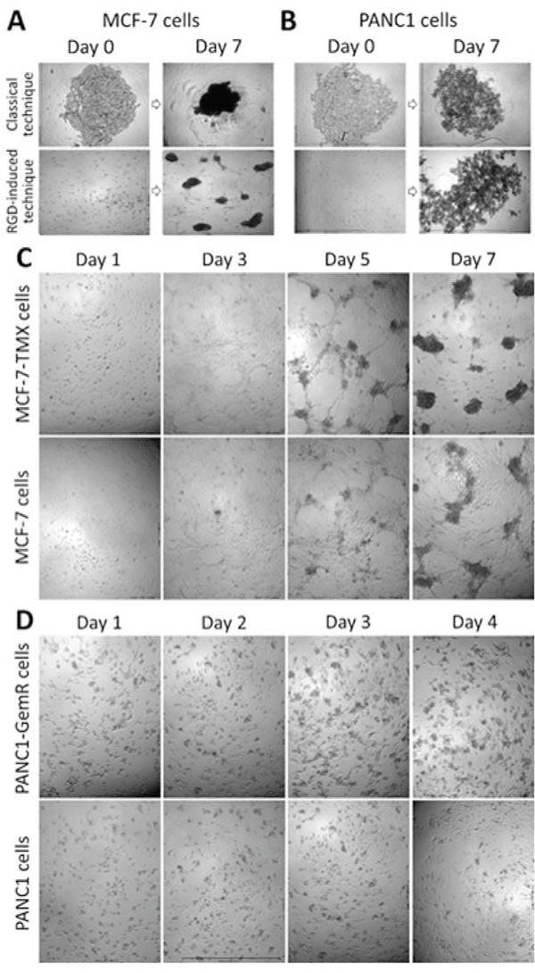 Phase-contrast images of time-dependent spheroid-forming cells derived from MCF-7 A, C. and PANC1 B, D.; 4x objective.