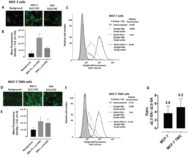 Fluorescent microscopy images of MCF-7 A. and MCF-7 TMX D. cells stained with biotinylated MAL-II and SNA on ice followed with avidin-fluorescein and fixed.