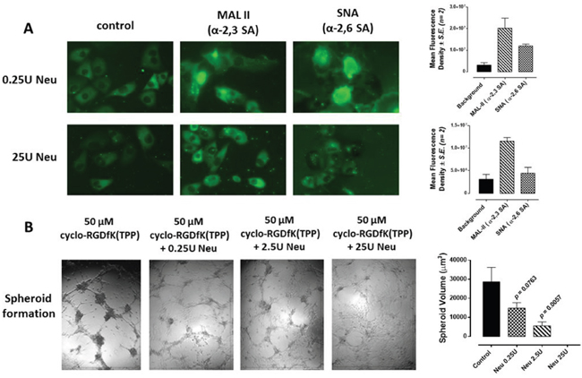 A. Fluorescent microscopy images of MCF-7 stained with biotinylated MAL-II and SNA followed with avidin-fluorescein after 24 h of incubation with 25U or 0.25U of neuraminidase (Neu) (Vibrio cholerae, cleavage of &#x03B1;2,6-SA &#x003E; &#x03B1;2,3-SA &#x003E; &#x03B1;2,8-SA).