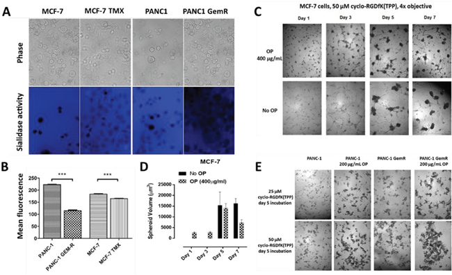 A. Sialidase activity in indicated live cells. Cells were allowed to adhere on 12 mm circular glass slides in media containing 10% fetal calf sera for 24 h.