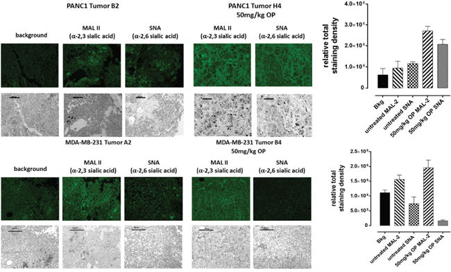 Fluorescence histochemical detection of &#x03B1;-2,3 SA and &#x03B1;-2,6 SA expressions in paraffin-embedded tumor tissues archived from xenograft tumors of PANC 1 and MDA-MB231 cells growing in RAG xC&#x03B3; double mutant mice.
