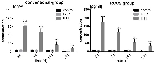 IHH protein expression during differentiation induction in BMSCs after viral transfection.