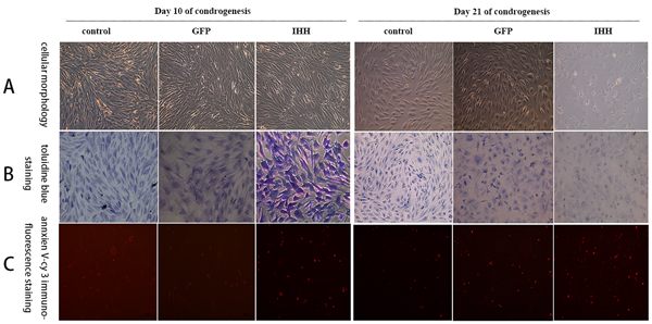 Staining results for the process of differentiation induction in the conventional group.