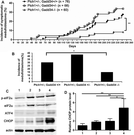 GADD34 mutation influenced medulloblastoma formation in Ptch1+/&#x2212; mice.