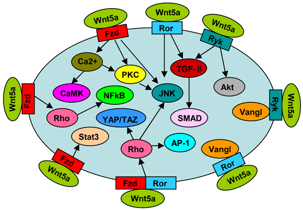 Wnt5a signal pathway.