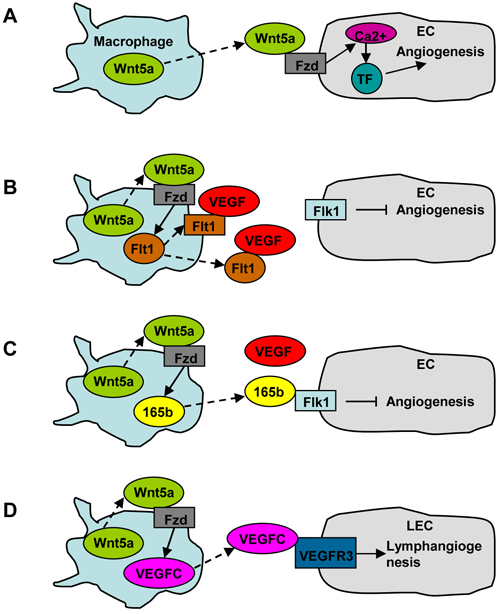 The role of macrophage-derived Wnt5a in angiogenesis and lymphangiogenesis.