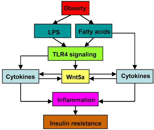 Figure 3 The involvement of macrophage-derived Wnt5a in adipose inflammation and insulin resistance.